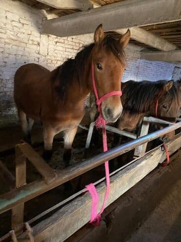 корм форели: Продаю | Жеребенок, Жеребец, Кобыла (самка) | Полукровка | Для разведения, На забой, Рабочий — 2