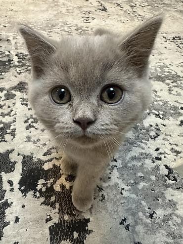 кошки в токмаке: Британская короткошёрстная, 3 месяца, Девочка, Голубой, Приучена к лотку — 2