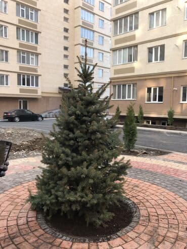 можевельник: Саженцы деревьев: Ели — 1