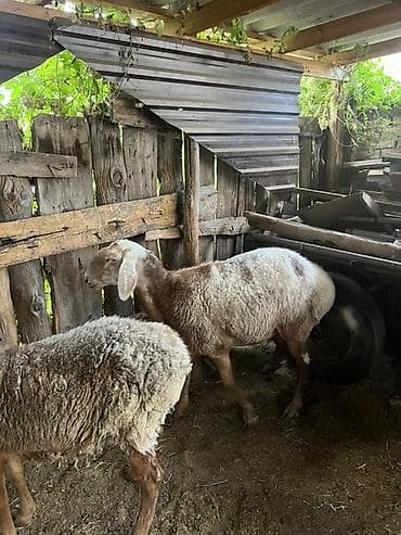 даканы шамо: Продаю | Овца (самка) | Для разведения — 7