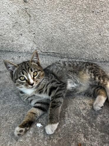 продажа домашних животных: В хорошие руки! Две девочки! 2 месяца ❤️ проглистованы, к лотку — 3