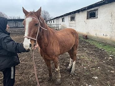 Продаю | Жеребец | Рабочий | Мерин