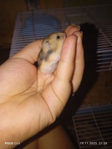где можно купить хорька: Продаются маленькие пушистые джунгарики Хомячки ручные мальчики и — 5