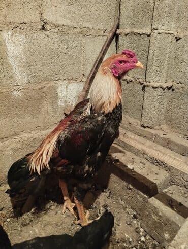 купить собаку доберман в бишкеке: Продаю | Петух | Бойцовая | Для разведения — 3