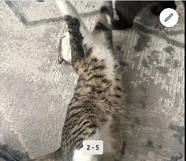 возьму кошку в добрые руки: Огромная просьба выложить 🙏🏻🙏🏻 «Два месяца назад подобрала из двора — 2