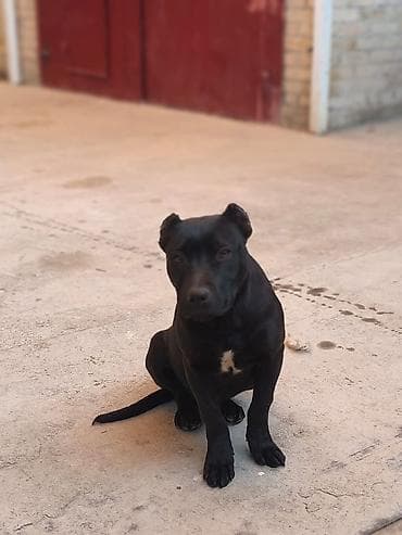 5 месяцев, Самец, С прививкой