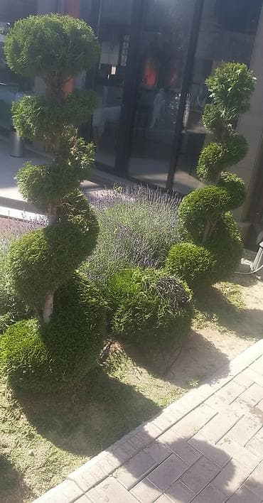 Уборка территории, Уход за деревьями