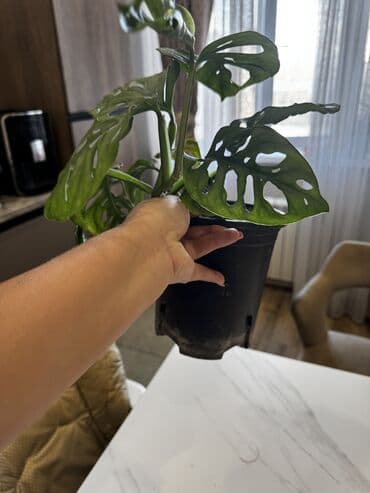 садовые светы: Монстера Маска обезьяны Домашнее взрослое растение требует пересадки — 4