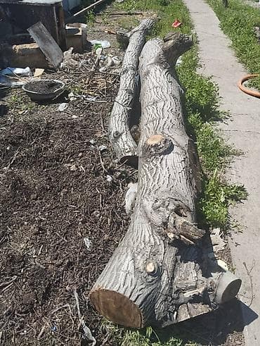 продаю тополь: Крупные стволы, распиленные на участке. ОРЕХ - Диаметры основных — 5