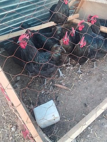 купить осла живого: Продаю | Куры | Домашняя | Несушки — 1