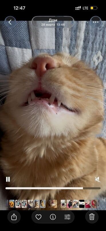 объявления о пропаже животных: Пропала : Мейн-кун, Мальчик, Рыжий — 2