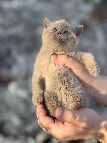 кошка шотландская вислоухая цена: Скотиш Страйт (Шотландская прямоухая), 1 месяц, Девочка, Приучена к лотку, Проглистована — 2