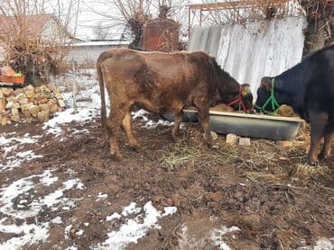чешский коза: Продаю | Тёлка | Полукровка | Для разведения | Привязанные — 3