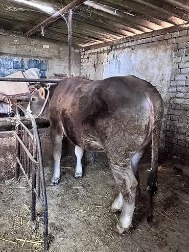 дакан короз шамо: Продаю | Тёлка | Симментальская | Племенные — 5