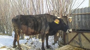 тр 40: Продаю | Корова (самка) | Для молока — 1