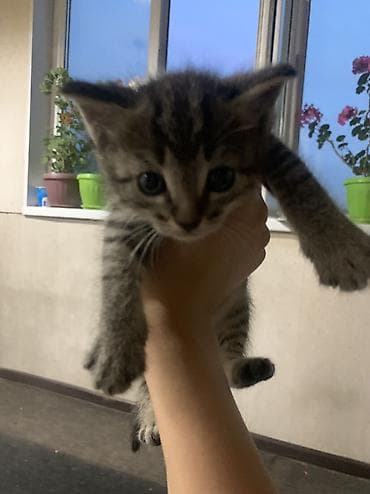 Отдам даром кошку: Раздам котят!!! Здоровые малыши, есть и девочки и мальчики, к рукам — 3