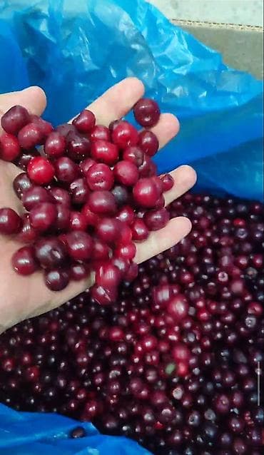 фрукти: Вишня замороженная, целая ягода - Калибр: средняя и крупная, ровная — 1