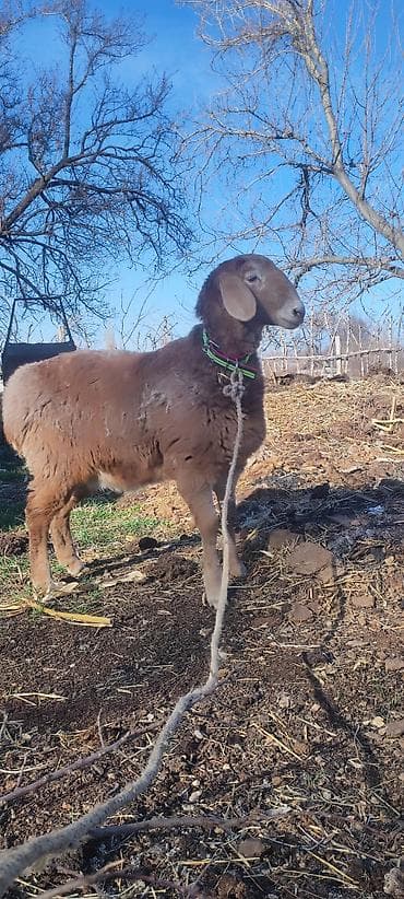 абиссинская кошка бишкек: Продаю | Овца (самка) | Арашан | Для разведения | Матка — 2