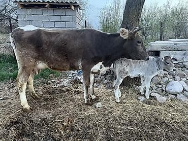 С/х животные и товары: Продаю | Корова (самка) | Для молока | После отела — 7