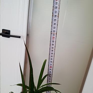 Драцена маргината (Dracaena marginata) в кашпо. - Высота с горшком — 2