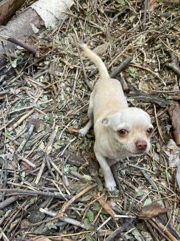 мексиканская голая собака: Порода: чихуахуа (мини). Окрас: кремовый/бежевый, короткошёрстный — 1