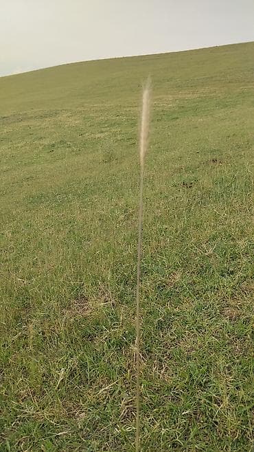 grass химия: Декоративный сухостой – одиночный колосок злака для флористики и — 1