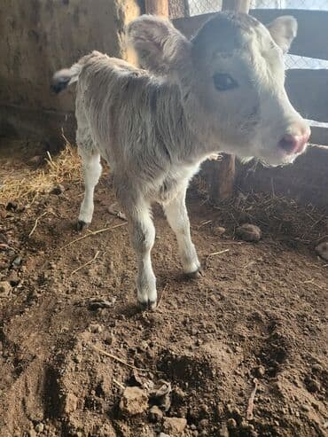 корма для сх животных: Продаю | Музоо, торпок | Полукровка, Швицкая | Для разведения — 4