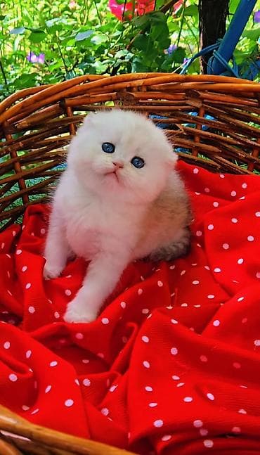 рэгдолл кошка: Шотландские котята. Scottish fold окрас серебристая шиншилла — 9