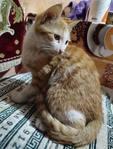 продажа породистых котят: Породасыз, 4 айлык, Эркек, Кара, Лотокко барууга үйрөтүлгөн — 3