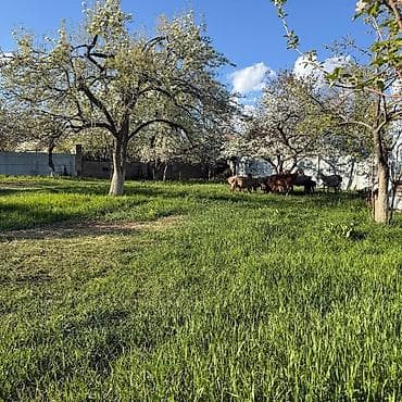 green hill: Продаётся дом с большим участком и садом. село Бостери,100 метров — 2