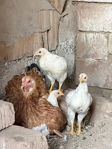 шатландский кошка: Продаю | Куры | Для разведения — 1