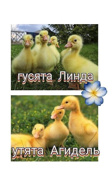Принимаем заказ на гусят породы Линда-400 сом и утят породы