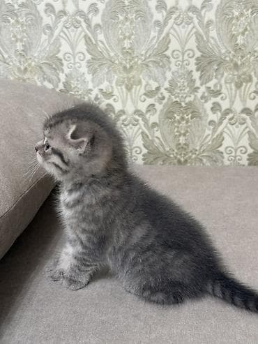 веслоухая кошка: Скотиш Фолд (Шотландская вислоухая), 1 месяц, Девочка, Серый, Приучена к лотку — 3