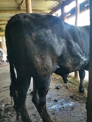 крупные собаки: Продаю | Бык (самец) | Абердин-ангус | Для разведения | Осеменитель — 1