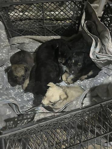 2жаш кунан: Щенки, помёт из 5 малышей разной окраски: - черные и черно-подпалые - — 6
