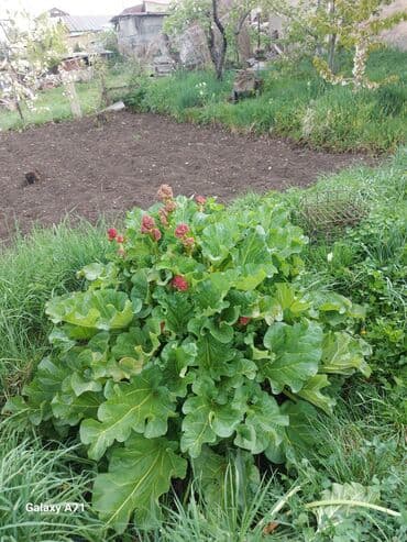 продается дом баят: 14 соток, Для бизнеса, Красная книга — 4