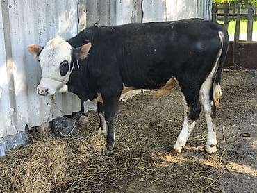 Продаю | Бык (самец) | Полукровка | На откорм | Привязанные