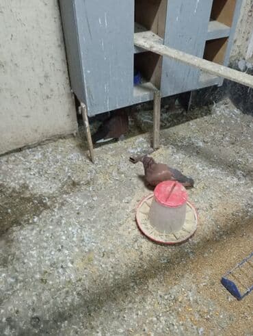 птичий рынок: Продаю голубей и уток порода Мандаринки — 4