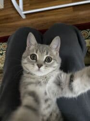 мейн кун бишкек 😺 питомник lyubushka 🐈 купить котенка 🐾 цена фото: 2 айлык, Ургаачы, Лотокко барууга үйрөтүлгөн — 2