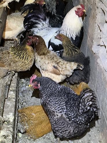 кошка в бишкеке: Продаю | Куры, Петух | Полубрама, Домашняя, Кучинская | На забой, Для разведения, Несушки — 7