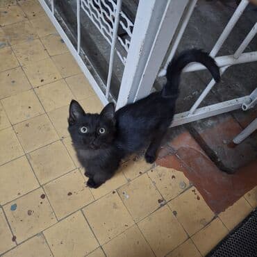 котенок породистый: 2 месяца, Мальчик, Черный — 1