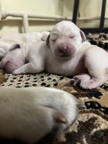 сколько стоит собака золотистый ретривер: Щенки лабрадора ретривера, светлого (кремового) окраса. - На фото — — 5