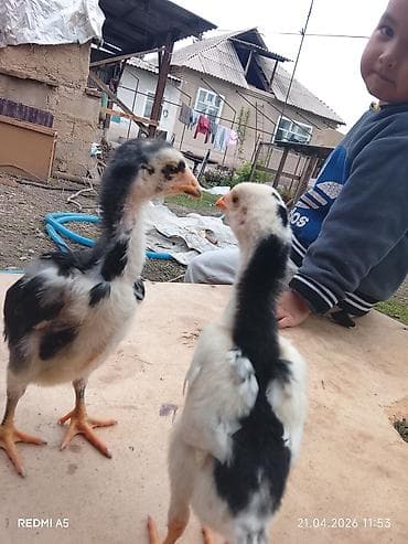 дакан цыпленок: Продаю | Цыплята | Бойцовая | Для разведения — 3