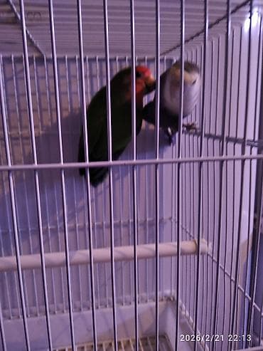 купить попугай какаду: Продаю молодую, домашнюю пару неразлучников. 5000 за пару - Вид — 1