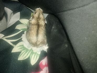 Деңиз чочколору: Джунгарские хомячки - Окрас: серо-коричневый с характерной темной — 3