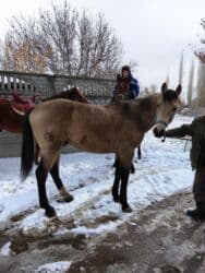 дом для котов: Продаю | Жеребец | Кара Жорго | Рабочий | Осеменитель — 4
