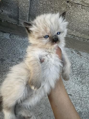 кошки вислоухие: 1 месяц, Мальчик, Приучена к лотку, Проглистована — 4