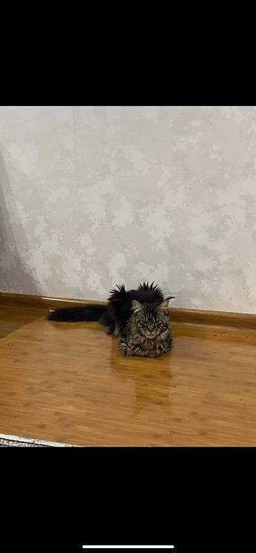 мейкун кошка: Мейн-кун, 1 год, Девочка, Приучена к лотку — 3