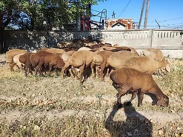 животные кошка: Продаю | Овца (самка) | Для разведения | Матка — 7