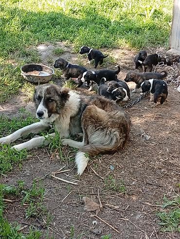 сколько стоит сиамская кошка в сомах: Щенки Алабая. собаки средних размеров, шерсть полудлинная, окрасы — 3